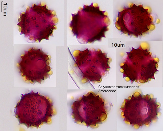 Pollen von Chrysanthemum frutescens