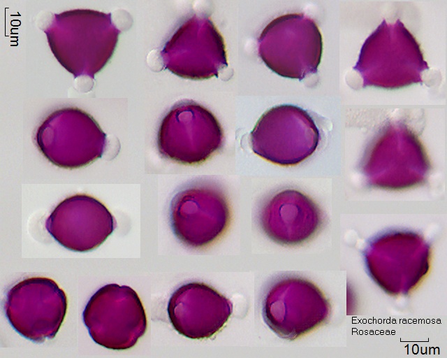 Pollen von Exochorda racemosa