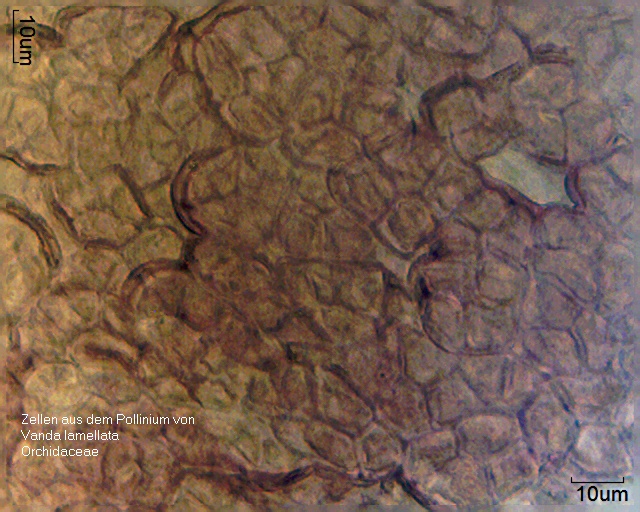 Zellen aus dem Pollinium von Vanda lamellata