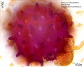 Hibiscus schizopetalus (2).jpg