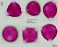 Viola arborescens (1).jpg