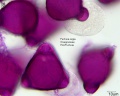 Fuchsia regia (1).jpg
