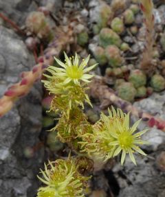 VSempervivum ciliosum.JPG