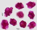 Celosia argentea (1).jpg