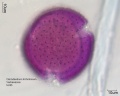 Clerodendrum trichotomum 5-045.jpg