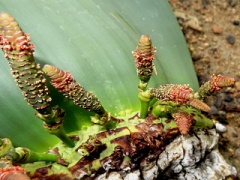 VWelwitschia mirabilis.JPG