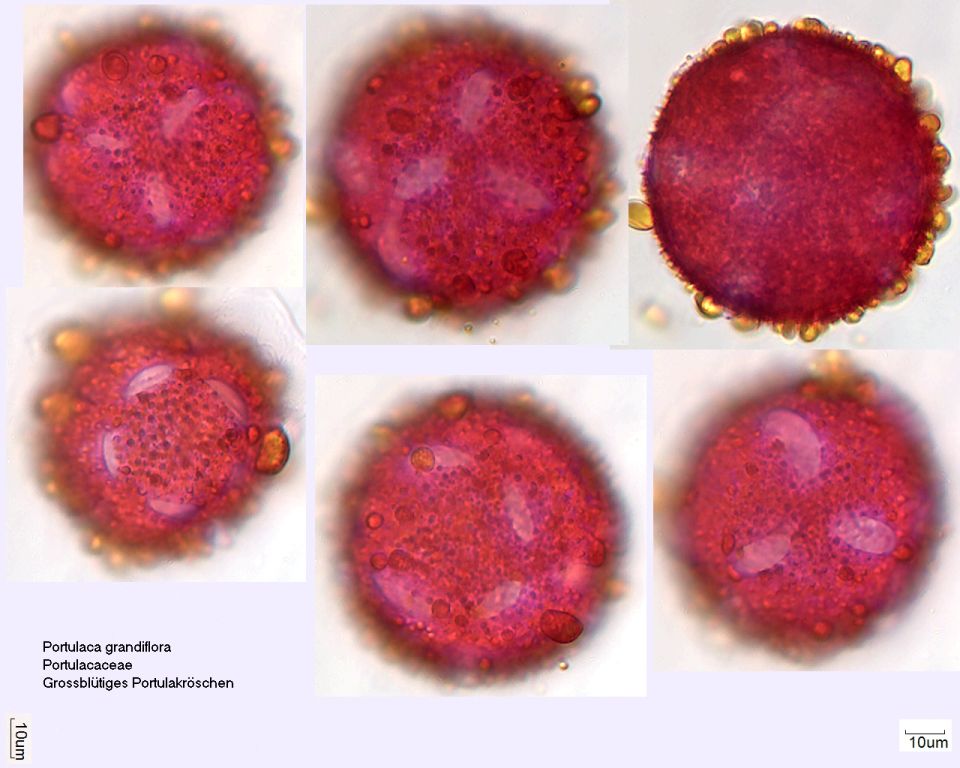 Pollen von Portulaca grandiflora