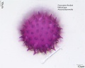 Gossypium thurberi (3).jpg