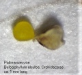 Pollinium Bulbophyllum ebulbe (1).JPG