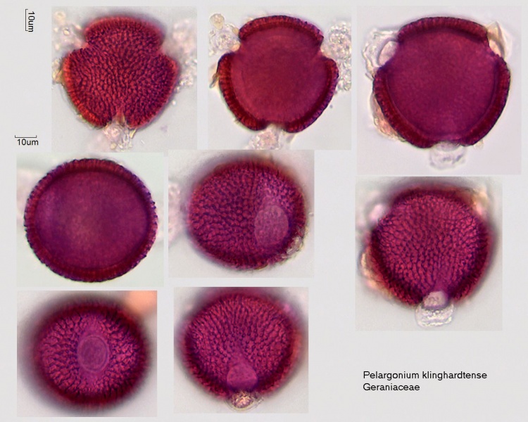 Datei:Pelargonium klinghardtense.jpg