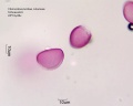 Chionodoxa luciliae (1).jpg