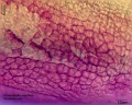 Pleurothallis marthae (2).jpg