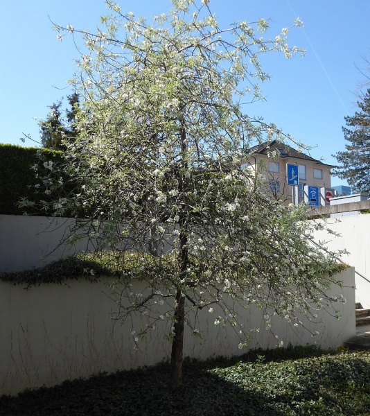 Datei:VPyrus salicifolia-Baum.JPG