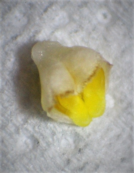 Datei:Coelogyne flaccida Pollinarium ca.3 mm.JPG