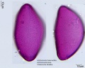 Alstroemeria haemantha (1).jpg