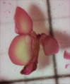 Epidendrum coriifolium-Pollinar.jpg