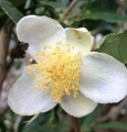 Camellia sinensis