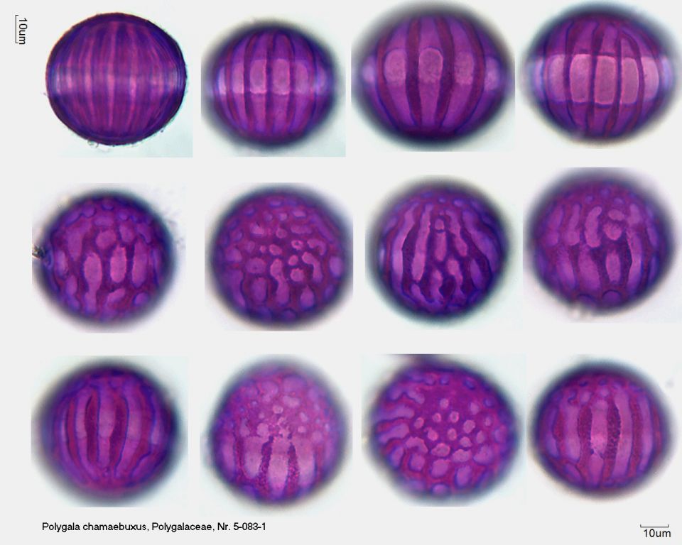 Pollen von Polygala chamaebuxus, Nr. 5-033-1