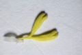 Pollinarium-1 von Ludisia discolor.JPG