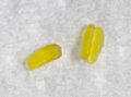 Pollinien von Dendrobium lindleyi L ca.1mm.JPG