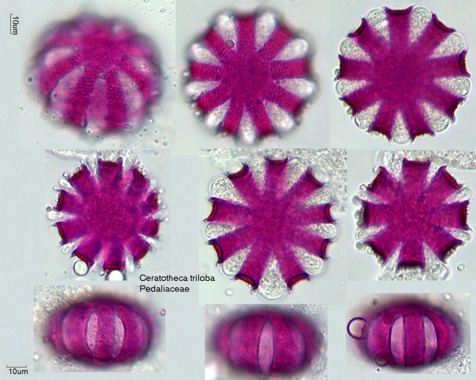 Pollen von Ceratotheca triloba