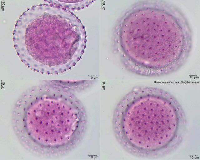 Pollen von Roscoea auriculata