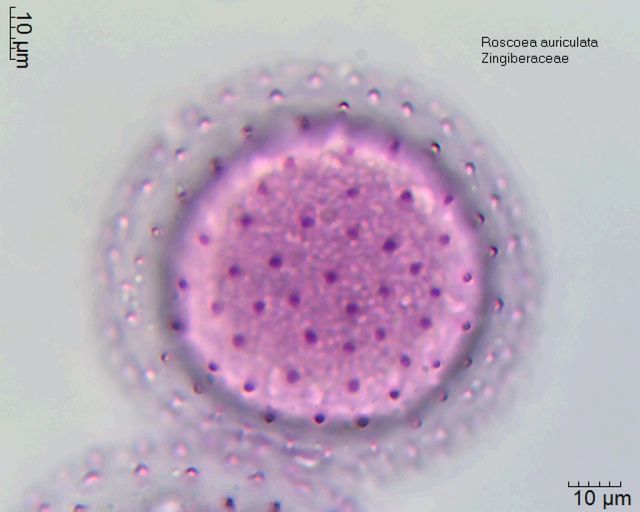 Pollen von Roscoea auriculata