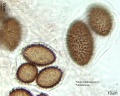 Tuber melanosporum (5).jpg