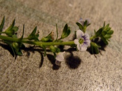VVeronica serpyllifolia.JPG