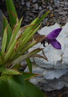 VRoscoea auriculata.JPG