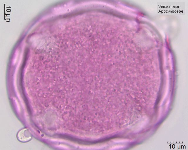 Pollen von Vinca major, etwa 2 Tage nach der Einbettung in Fuchsin-Glycerin-Gelatine