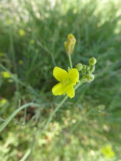 VDiplotaxis tenuifolia.JPG
