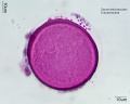 Sansevieria bacularis (1).jpg