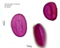 Hosta lancifolia (3).jpg