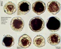 Betula pubescens 22-027-3.jpg