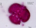 Dionaea muscipula (2).jpg