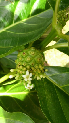 VMorinda citrifolia.JPG