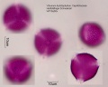 Viburnum rhytidophyllum (3).jpg