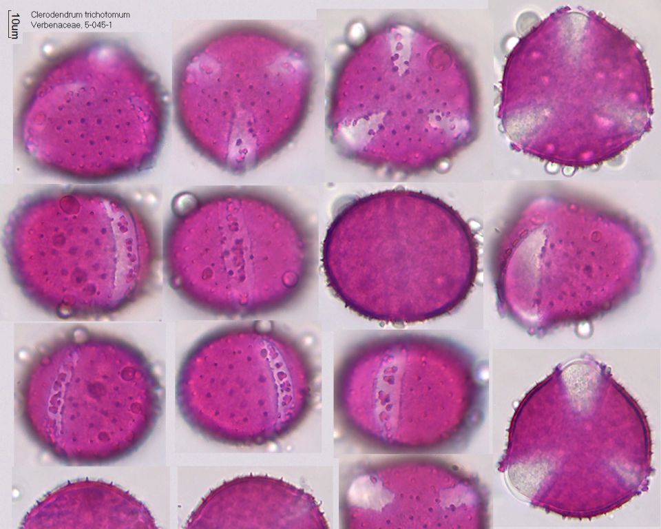 Pollen von Clerodendrum trichotomum, 5-045-1