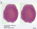 Dendrochilum cobbianum (3).jpg