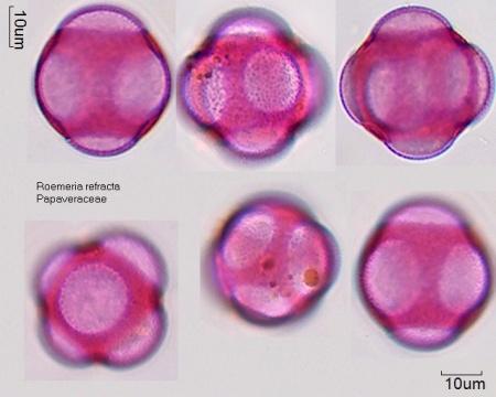 Pollen von Roemeria refracta