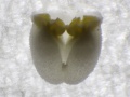 Dendrobium nobile-Pollinarium2.jpg