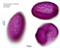 Hosta lancifolia (1).jpg