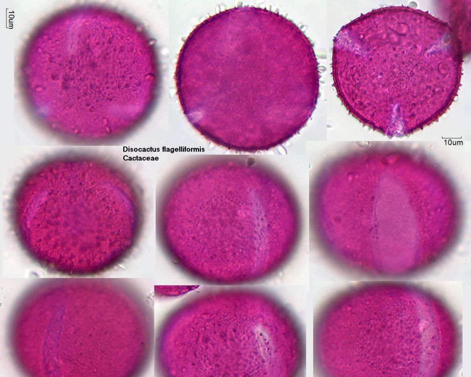 Pollen von Disocactus flagelliformis