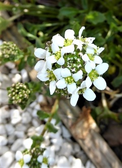 VCochlearia officinalis.JPG