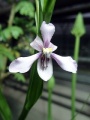 Cyanella orchidiformis