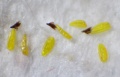 Hoya obovata Pollinien ca. 0.3 mm lang.JPG