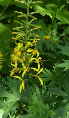 VLigularia przewalskii.JPG