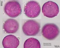 Viburnum tinus (1).jpg
