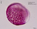 Polianthes tuberosa (3).jpg